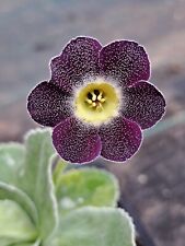 Primula auricula starling for sale  WALLINGTON