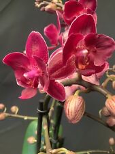Phalaenopsis red lion for sale  LONDON
