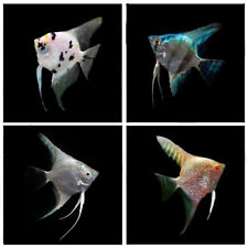 Diamond pearlscale angelfish for sale  WOKING
