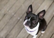 Staring boston terrier for sale  SELBY