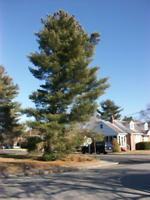Firewood pine trees for sale  Penns Grove