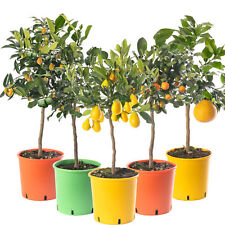 Assorted indoor citrus for sale  UK