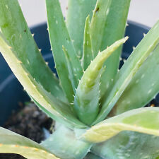 Aloe vera barbadensis for sale  Tucson