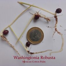 washingtonia robusta usato  Santa Marinella