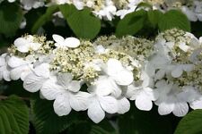 Japanese snowball viburnum for sale  Mcminnville