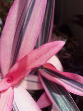 Tradescantia pallida variegata gebraucht kaufen  Kiedrich