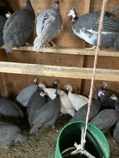 12 Guineafowl Hatching Eggs for sale  MONTROSE