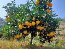 Sweet orange tree for sale  Riverdale