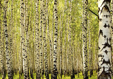 Birkenwald birke landschaft gebraucht kaufen  Forst (Lausitz)