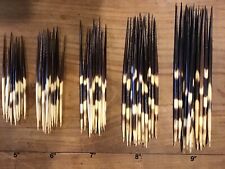 Porcupine quills various for sale  CARNFORTH