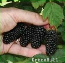 Vancouver Island Chester Blackberry Plant Seeds, Canada #1 Sweet Blackberry, używany na sprzedaż  Wysyłka do Poland