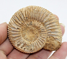 Dichotomosphinctes ammonite 55 for sale  BECCLES