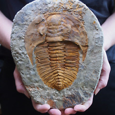 155mm large trilobite for sale  Shipping to Ireland