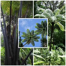 Black tree fern for sale  GLOUCESTER