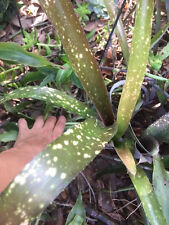 California bromeliad billbergi for sale  Riverview