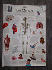 Anatomie plakat mensch gebraucht kaufen  Leipzig