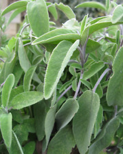 Sage plant aromatic for sale  WORKSOP
