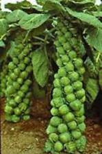 Brussel sprout seed for sale  Saint Peters