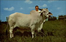 Florida brahman cattle for sale  Sandusky