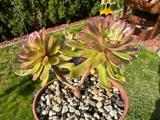 Aeonium pink daisy gebraucht kaufen  Gottmadingen