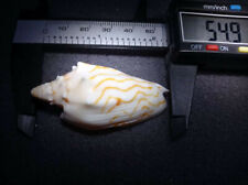 VERY RARE&NICE SPECIES>CYMBIOLA(MAGNAVORIA)PERPLICATED/NEW AUSTRALIAN VOLUTE, used for sale  Shipping to South Africa