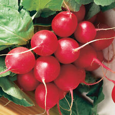 Cherry belle radish for sale  Deltona