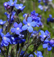 Chsenzunge anchusa azurea gebraucht kaufen  Bad Zwischenahn