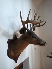stag head taxidermy for sale  SOUTHAMPTON
