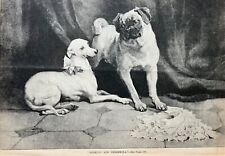 Italian greyhound whippet for sale  Mendham