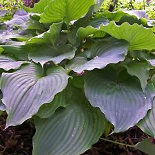 Hosta komodo dragon for sale  New Castle