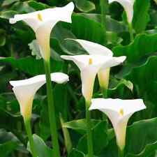 White arum calla for sale  LEICESTER