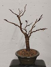 Bonsai mame lagerstroemia usato  Vilminore Di Scalve