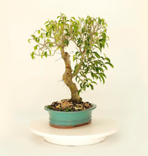Ficus wiandii bonsai for sale  Windermere