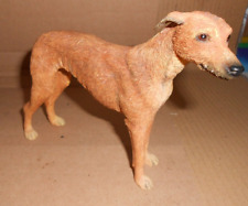 greyhound for sale  MORECAMBE