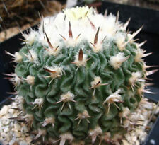 Stenocactus phyllanthus echinofosulocactus exotic brain cacti rare seed 50 SEEDS, used for sale  Shipping to South Africa