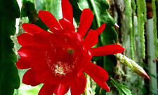 Pianta epiphyllum fiore usato  Maddaloni