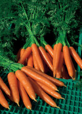 Carrot plug plants for sale  PRESTON
