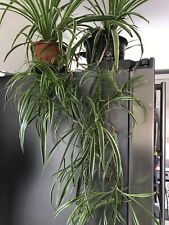 Baby spider plants for sale  LANCASTER