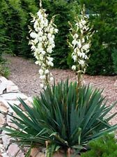 Yucca filamentosa palmlilie gebraucht kaufen  Soest