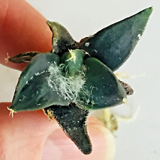 Ariocarpus retusus var. for sale  CAERPHILLY