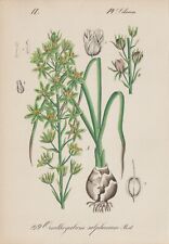 Wild Asparagus (Ornithogalum Sulfureum) Chromo-Lithographie From 1880 for sale  Shipping to South Africa
