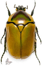 Used, Dischista cincticula, UNMOUNTED beetle for sale  Shipping to South Africa