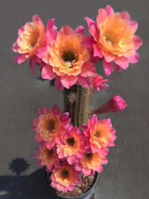 7cm cactus succulent for sale  Shipping to Ireland