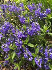 Veronica teucrium knallblau gebraucht kaufen  Marienhafe