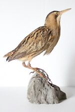 Taxidermy-hunting-chasse-präparat- Great Bittern with permit for sale  Shipping to South Africa