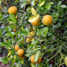 Poncirus trifoliata flying d'occasion  Pouzauges