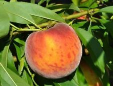 Peach tree flordaprince for sale  Shipping to Ireland