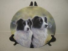 Border collie dog for sale  WELLINGBOROUGH