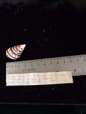  Vintage Liguus fasciatus castaneozonarus - Old collection 1956 - 33 mm for sale  Shipping to South Africa