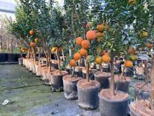 Chinotto citrus myrtifolia usato  Valmacca